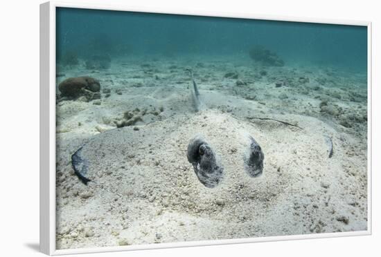 Southern Stingray, Belize Barrier Reef, Belize-Pete Oxford-Framed Photographic Print