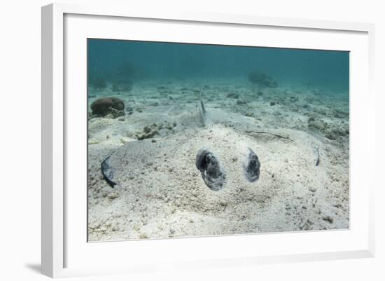 Southern Stingray, Belize Barrier Reef, Belize-Pete Oxford-Framed Photographic Print