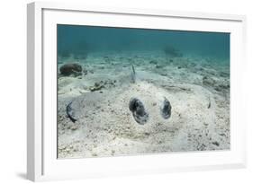 Southern Stingray, Belize Barrier Reef, Belize-Pete Oxford-Framed Photographic Print