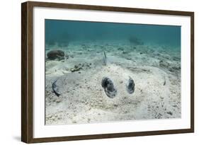 Southern Stingray, Belize Barrier Reef, Belize-Pete Oxford-Framed Photographic Print