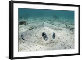 Southern Stingray, Belize Barrier Reef, Belize-Pete Oxford-Framed Photographic Print