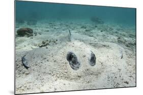 Southern Stingray, Belize Barrier Reef, Belize-Pete Oxford-Mounted Photographic Print