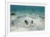 Southern Stingray, Belize Barrier Reef, Belize-Pete Oxford-Framed Photographic Print