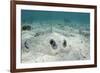 Southern Stingray, Belize Barrier Reef, Belize-Pete Oxford-Framed Photographic Print