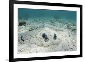 Southern Stingray, Belize Barrier Reef, Belize-Pete Oxford-Framed Photographic Print