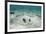 Southern Stingray, Belize Barrier Reef, Belize-Pete Oxford-Framed Photographic Print