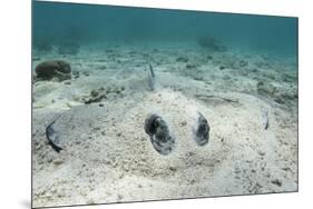 Southern Stingray, Belize Barrier Reef, Belize-Pete Oxford-Mounted Photographic Print