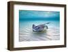 Southern Stingray (Dasyatis Americana) Female Swimming Over A Shallow Sand Bank-Alex Mustard-Framed Photographic Print