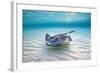 Southern Stingray (Dasyatis Americana) Female Swimming Over A Shallow Sand Bank-Alex Mustard-Framed Photographic Print