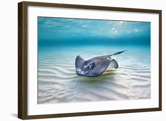 Southern Stingray (Dasyatis Americana) Female Swimming Over A Shallow Sand Bank-Alex Mustard-Framed Photographic Print