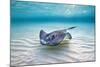 Southern Stingray (Dasyatis Americana) Female Swimming Over A Shallow Sand Bank-Alex Mustard-Mounted Photographic Print