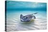 Southern Stingray (Dasyatis Americana) Female Swimming Over A Shallow Sand Bank-Alex Mustard-Stretched Canvas