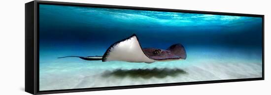 Southern Stingray (Dasyatis Americana), North Sound, Grand Cayman, Cayman Islands-null-Framed Stretched Canvas