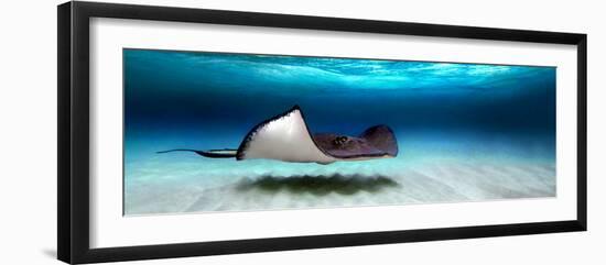 Southern Stingray (Dasyatis Americana), North Sound, Grand Cayman, Cayman Islands-null-Framed Premium Photographic Print