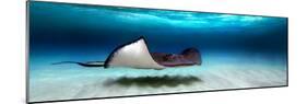 Southern Stingray (Dasyatis Americana), North Sound, Grand Cayman, Cayman Islands-null-Mounted Premium Photographic Print