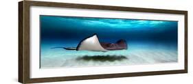 Southern Stingray (Dasyatis Americana), North Sound, Grand Cayman, Cayman Islands-null-Framed Photographic Print