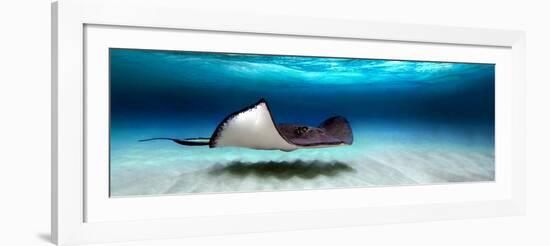 Southern Stingray (Dasyatis Americana), North Sound, Grand Cayman, Cayman Islands-null-Framed Photographic Print