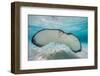 Southern Stingray (Dasyatis Americana) Swimming over a Sand Bar in the Early Morning-Alex Mustard-Framed Photographic Print