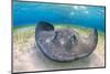 Southern stingray female foraging over seagrass. The Sandbar, Grand Cayman, Cayman Islands-Alex Mustard-Mounted Photographic Print