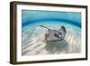 Southern stingray female swimming over sand bank, Grand Cayman, British West Indies-Alex Mustard-Framed Photographic Print