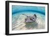 Southern stingray female swimming over sand bank, Grand Cayman, British West Indies-Alex Mustard-Framed Photographic Print