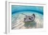 Southern stingray female swimming over sand bank, Grand Cayman, British West Indies-Alex Mustard-Framed Photographic Print