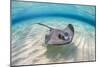 Southern stingray female swimming over sand bank, Grand Cayman, British West Indies-Alex Mustard-Mounted Photographic Print