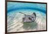 Southern stingray female swimming over sand bank, Grand Cayman, British West Indies-Alex Mustard-Framed Photographic Print