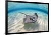 Southern stingray female swimming over sand bank, Grand Cayman, British West Indies-Alex Mustard-Framed Photographic Print