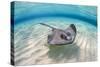 Southern stingray female swimming over sand bank, Grand Cayman, British West Indies-Alex Mustard-Stretched Canvas