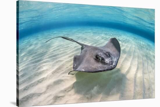 Southern stingray female swimming over sand bank, Grand Cayman, British West Indies-Alex Mustard-Stretched Canvas