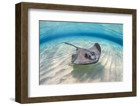 Southern stingray female swimming over sand bank, Grand Cayman, British West Indies-Alex Mustard-Framed Photographic Print