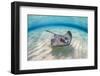 Southern stingray female swimming over sand bank, Grand Cayman, British West Indies-Alex Mustard-Framed Photographic Print