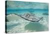 Southern Stingrays at Stingray City-Paul Souders-Stretched Canvas