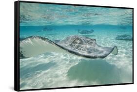 Southern Stingrays at Stingray City-Paul Souders-Framed Stretched Canvas