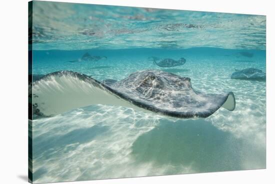 Southern Stingrays at Stingray City-Paul Souders-Stretched Canvas