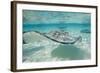 Southern Stingrays at Stingray City-Paul Souders-Framed Photographic Print