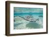 Southern Stingrays at Stingray City-Paul Souders-Framed Photographic Print