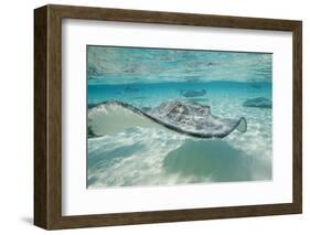 Southern Stingrays at Stingray City-Paul Souders-Framed Photographic Print