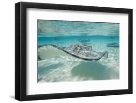 Southern Stingrays at Stingray City-Paul Souders-Framed Photographic Print