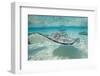 Southern Stingrays at Stingray City-Paul Souders-Framed Photographic Print