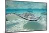 Southern Stingrays at Stingray City-Paul Souders-Mounted Photographic Print