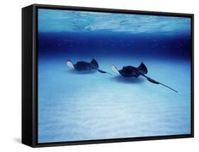Southern Stingrays Grand Caymans-null-Framed Stretched Canvas