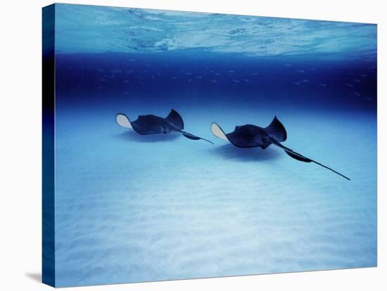 Southern Stingrays Grand Caymans-null-Stretched Canvas
