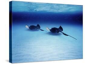 Southern Stingrays Grand Caymans-null-Stretched Canvas