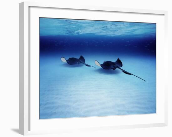 Southern Stingrays Grand Caymans-null-Framed Photographic Print