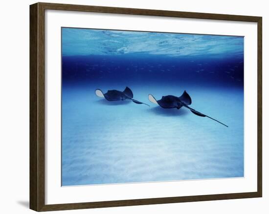 Southern Stingrays Grand Caymans-null-Framed Photographic Print