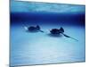 Southern Stingrays Grand Caymans-null-Mounted Photographic Print