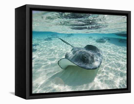 Southern Stingrays Swimming at Stingray City-Paul Souders-Framed Stretched Canvas