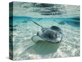 Southern Stingrays Swimming at Stingray City-Paul Souders-Stretched Canvas